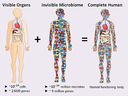 The Human Microbiome (Appanna, Vasu D. 2018)