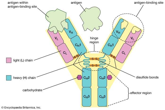 Structure of Antibody. Encyclopedia Britannica